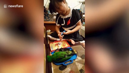 Parrot plays dead for 'doctors and nurses' game with girl in Taiwan