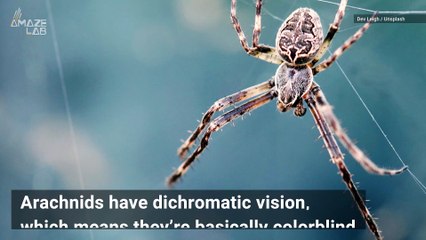 Spiders Are Drawn to this Color More Than Any Other