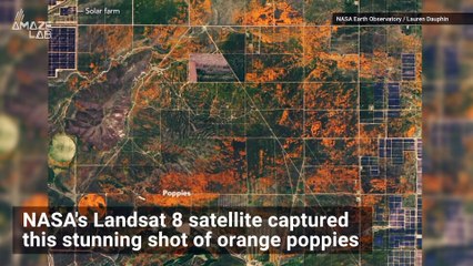 Télécharger la video: 'Unexpected' Burst of Orange Poppies in Mojave Desert Seen From Space