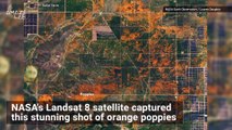 'Unexpected' Burst of Orange Poppies in Mojave Desert Seen From Space