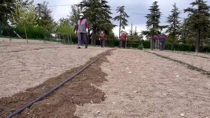 "Ata tohumları" Polatlı'da toprakla buluştu