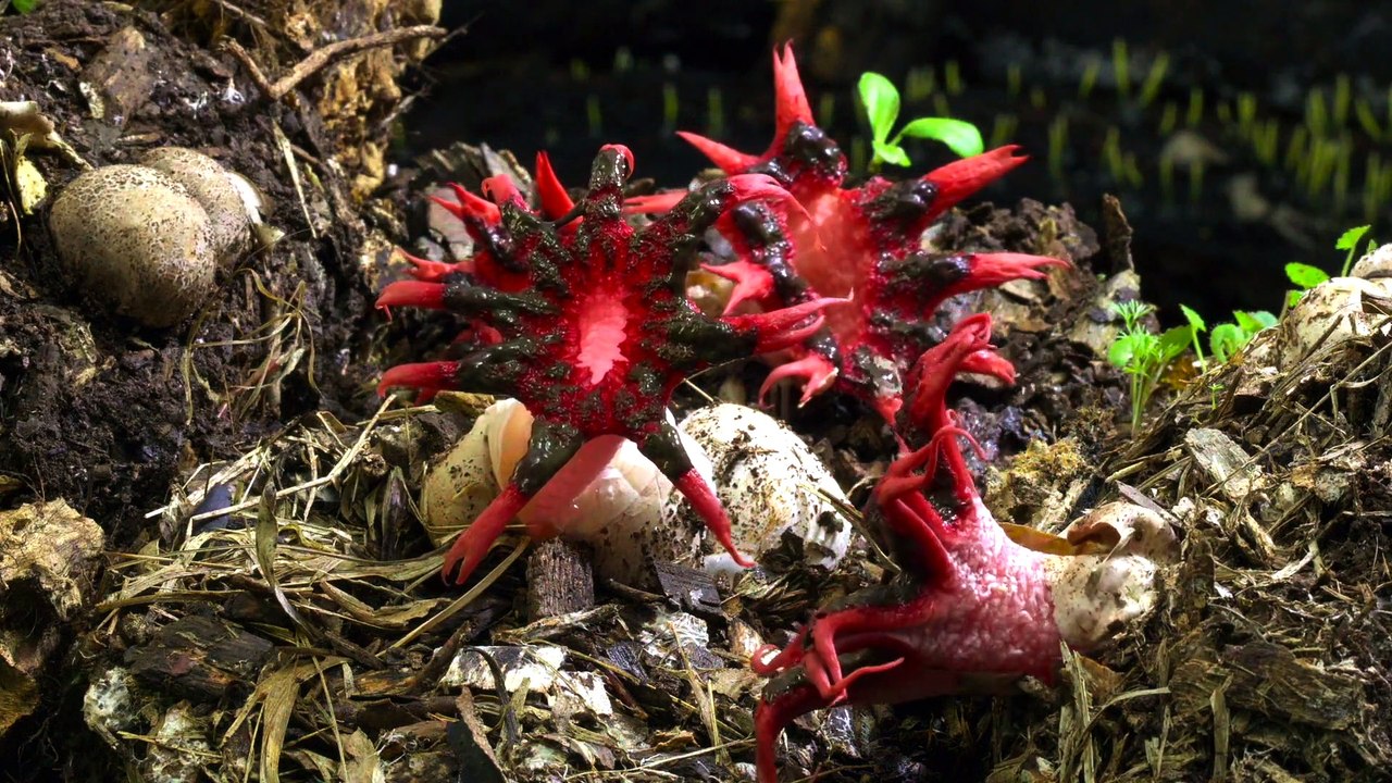 Caminando Entre Surcos-Stradi & Paco