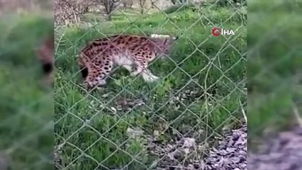Yer: Tunceli... Vaşak, yakaladığı kediyi böyle götürdü