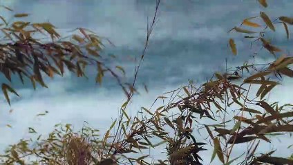 Bamboo Trees - Roy Blackburn