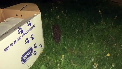 Hedgehog rescued from drain in Rotherham being released
