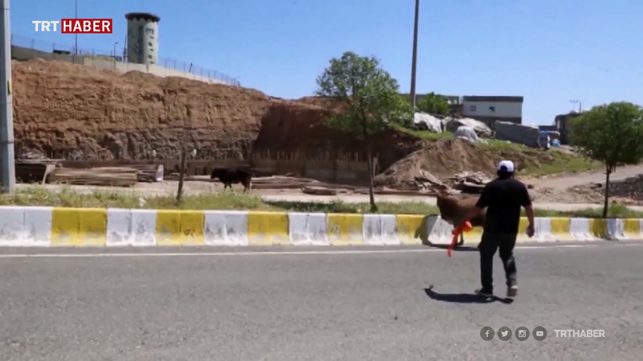 Başıboş inekler kaçtı, zabıta kovaladı