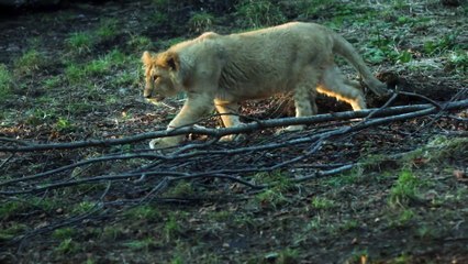 Lion cubs at Edinburgh zoo