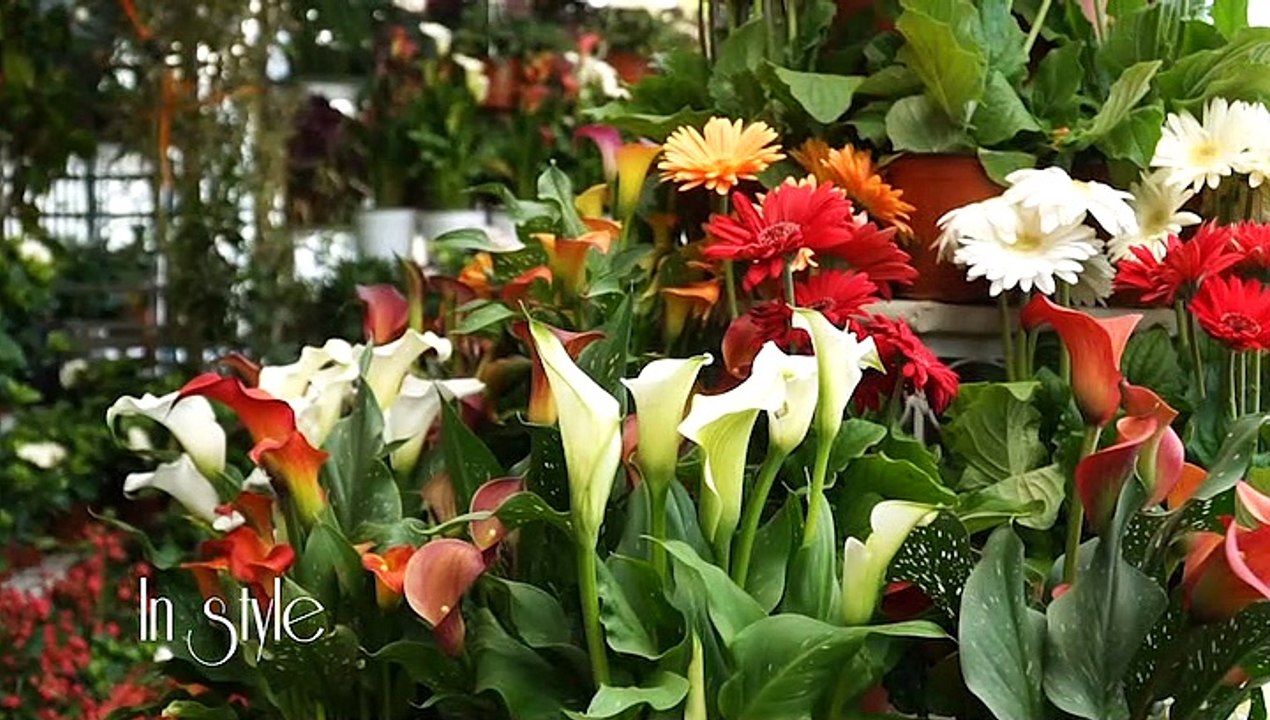 In Style The Garden Store, Νέλη Μυλωνά - Κλινικ...