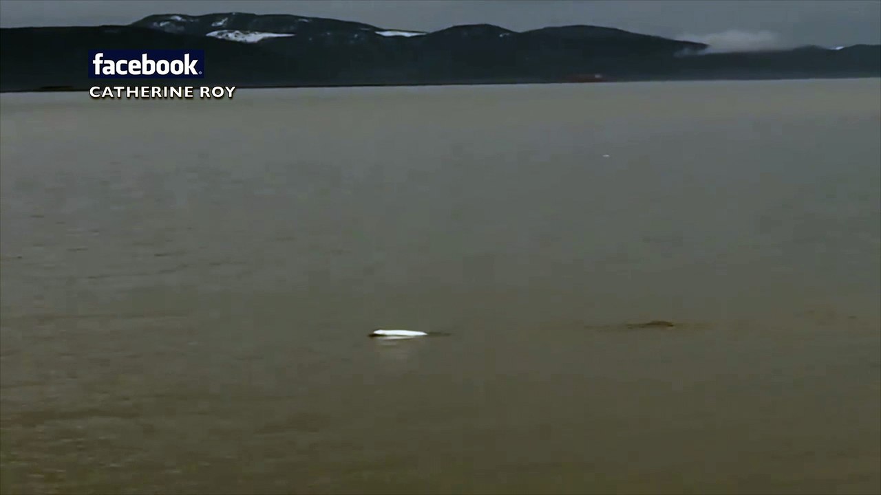 Les bélugas se donnent en spectacle à Rivière-du-Loup