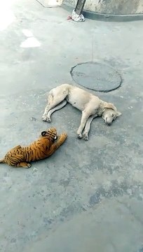 Rions un peu avec ce chien