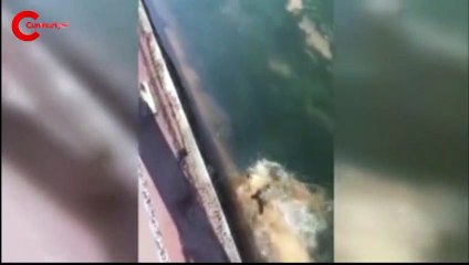 Denize düşen köpeği kurtardılar