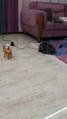 kedinin oyuncak ile imtihanı