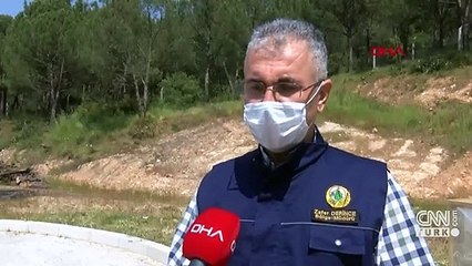 Kızılçam ormanlarını terminatör böcekler koruyor