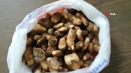 Kaçak salep soğanı toplayan 6 kişiye 461 bin TL ceza kesildi