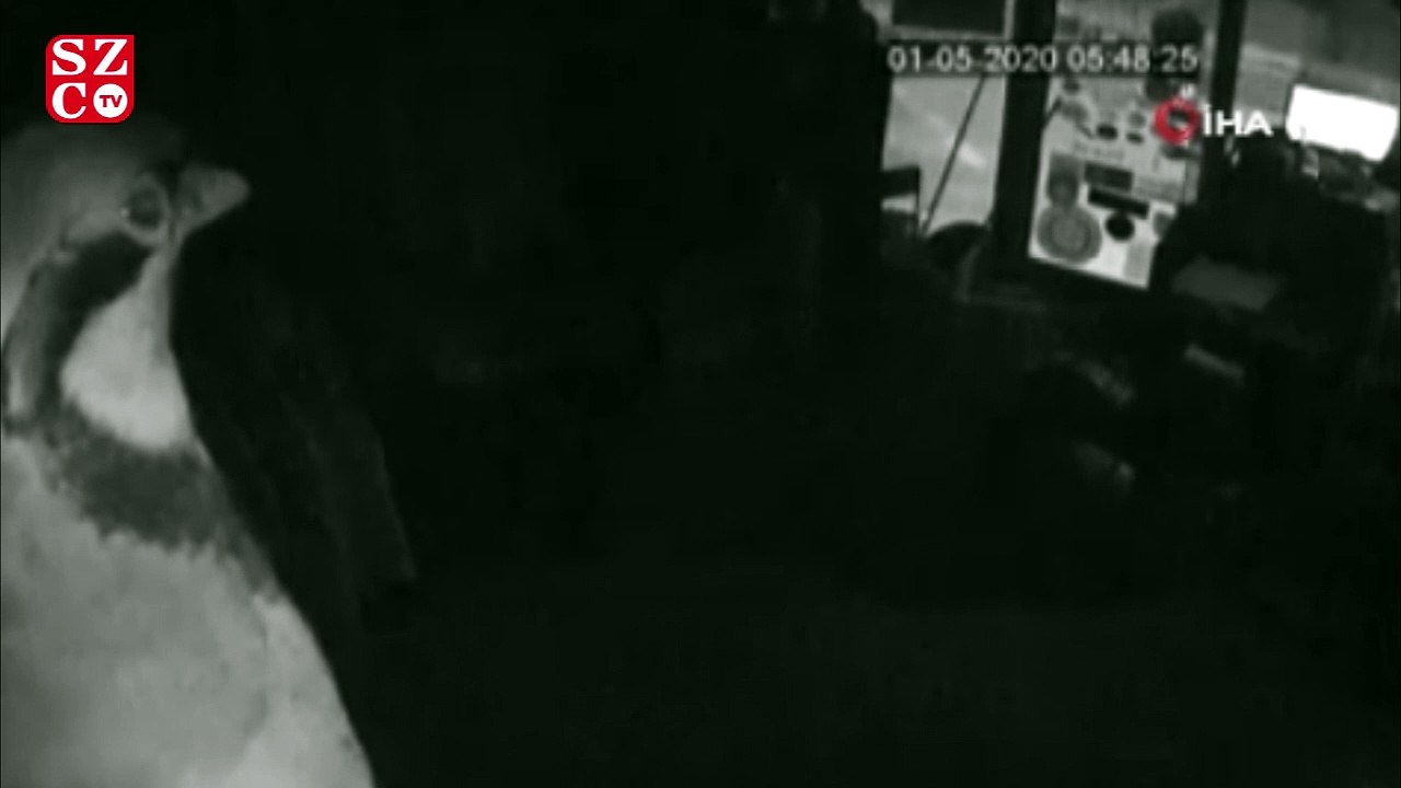 Tabanca meraklısı hırsız kameraları dikkate almadan silahları çaldı