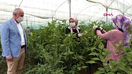 MERSİN Başkan Gültak, seralarda çalışan tarım işçilerini ziyaret etti