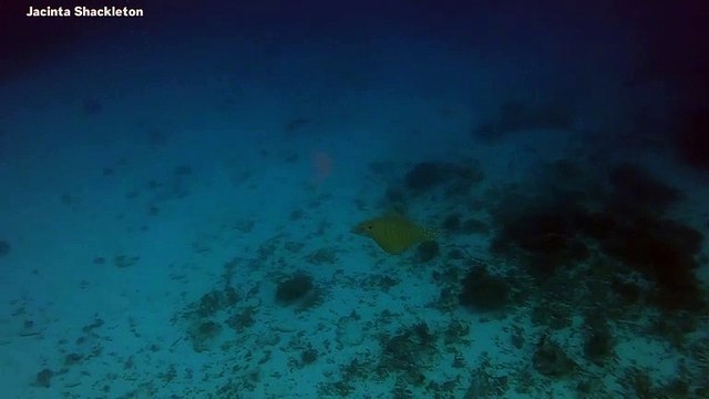 'Extraordinarily Rare Ornate Eagle Ray Filmed In The Great Barrier Reef'