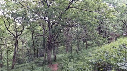 Fab dans un chêne-20200501-155546