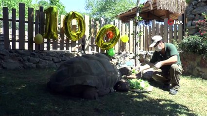 Türkiye'nin en yaşlı kaplumbağası Tuki, 100 yaşına girdi