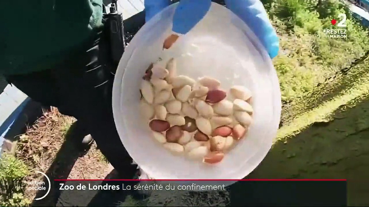 Londres : le personnel confiné avec les animaux au zoo de Regents Park