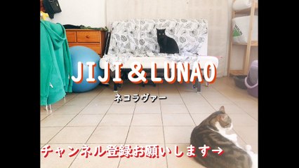 SHADOW vs CATS ネコと光の静かな戦い