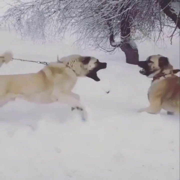 KANGAL KOPEGi ATISMA COBAN KOPEGi - KANGAL SHEPHERD DOG VS SHEPHERD DOG