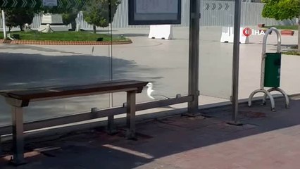 3 günlük sokağa çıkma kısıtlaması sonrasında Tekirdağ'da kuş cıvıltıları hakim