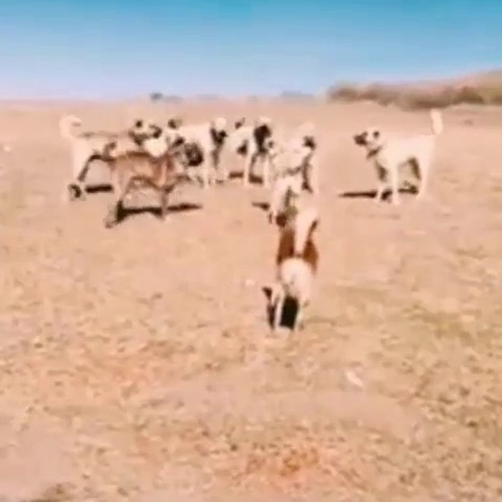 KANGAL KOPEKLERi ve COBAN KOPEKLERi KARSI KARSIYA - KANGAL DOGS and SHEPHERD DOGS FACE TO FACE