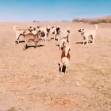 KANGAL KOPEKLERi ve COBAN KOPEKLERi KARSI KARSIYA - KANGAL DOGS and SHEPHERD DOGS FACE TO FACE