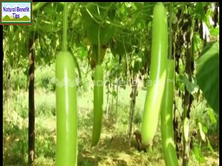 benefit of bottle ground - benefits of lauki juice - health benefits of bottle gourd juice