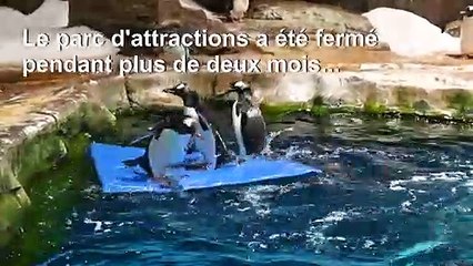 Covid-19 : à Hong Kong, les pingouins de l'Ocean Park restent au frais