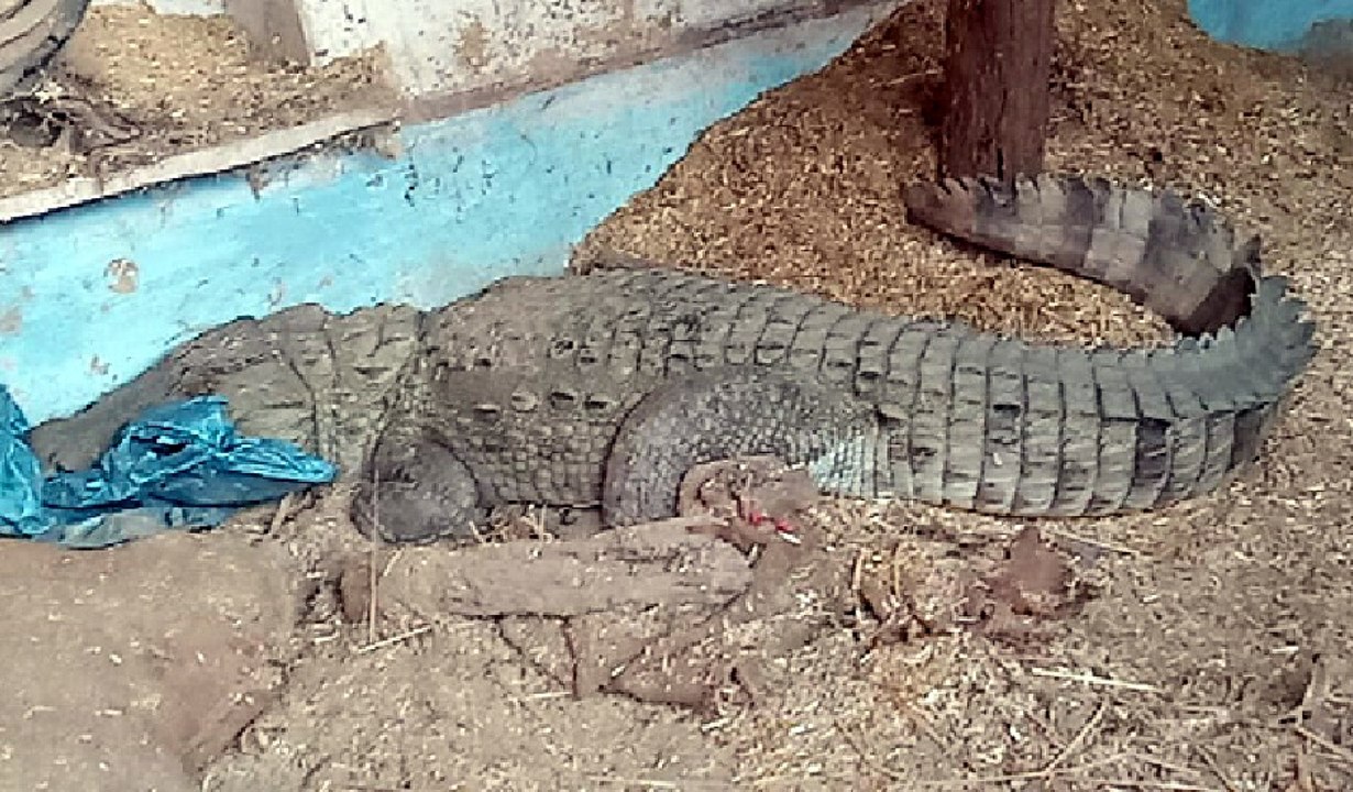 Bundi Crocodile reached