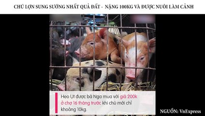 CHÚ LỢN SUNG SƯỚNG NHẤT QUẢ ĐẤT -  NẶNG 100KG VÀ ĐƯỢC NUÔI LÀM CẢNH