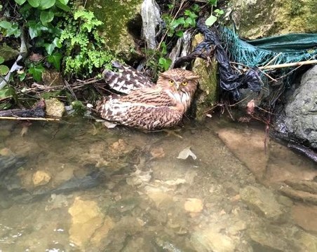 Geçen hafta ilk kez görüntülenen balık baykuşu avcı kurbanı oldu