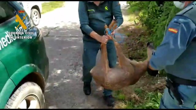Guardia Civil, forestales y vecinos auxilian a un corzo que vaga por Arnedo