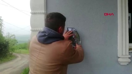 SAKARYA Kaybolan ineği için afiş bastırdı