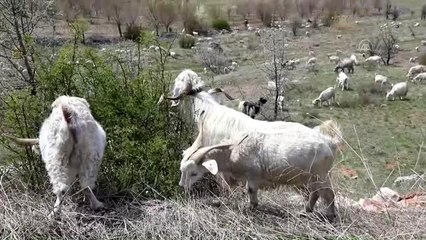 Kardeşlerin keçi tutkusu örnek oluyor