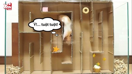 Chú chuột Hamster chinh phục mê cung tìm thức ăn và thoát ra ngoài bằng cách không tưởng