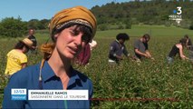 Alpes-de-Haute-Provence : des saisonniers novices pour récolter les pivoines