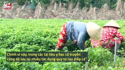 THỰC DƯỠNG: Rau diếp cá - thần dược mà những bà nội trợ nên biết
