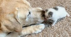 Ce labrador a décidé de protéger un petit chaton et a pris soin de lui jusqu'à ce qu'il grandisse