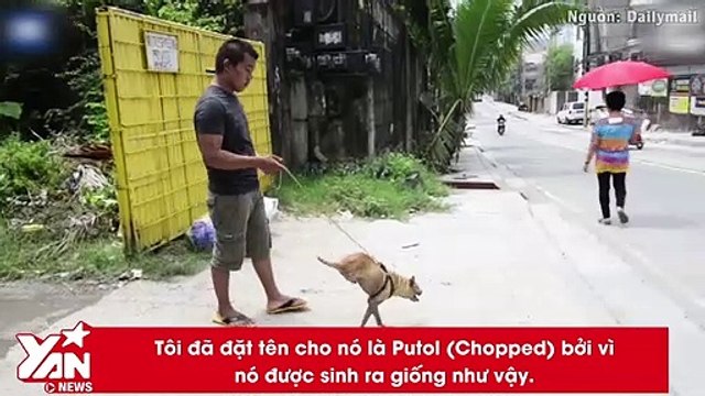 Nếu bỏ cuộc vì cuộc sống quá bất công, bạn có từng nghĩ mình yếu đuối hơn cả một chú chó không?