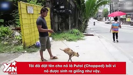 Nếu bỏ cuộc vì cuộc sống quá bất công, bạn có từng nghĩ mình yếu đuối hơn cả một chú chó không?
