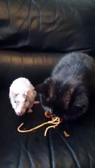 Cat and Rat Share Their Favorite Food