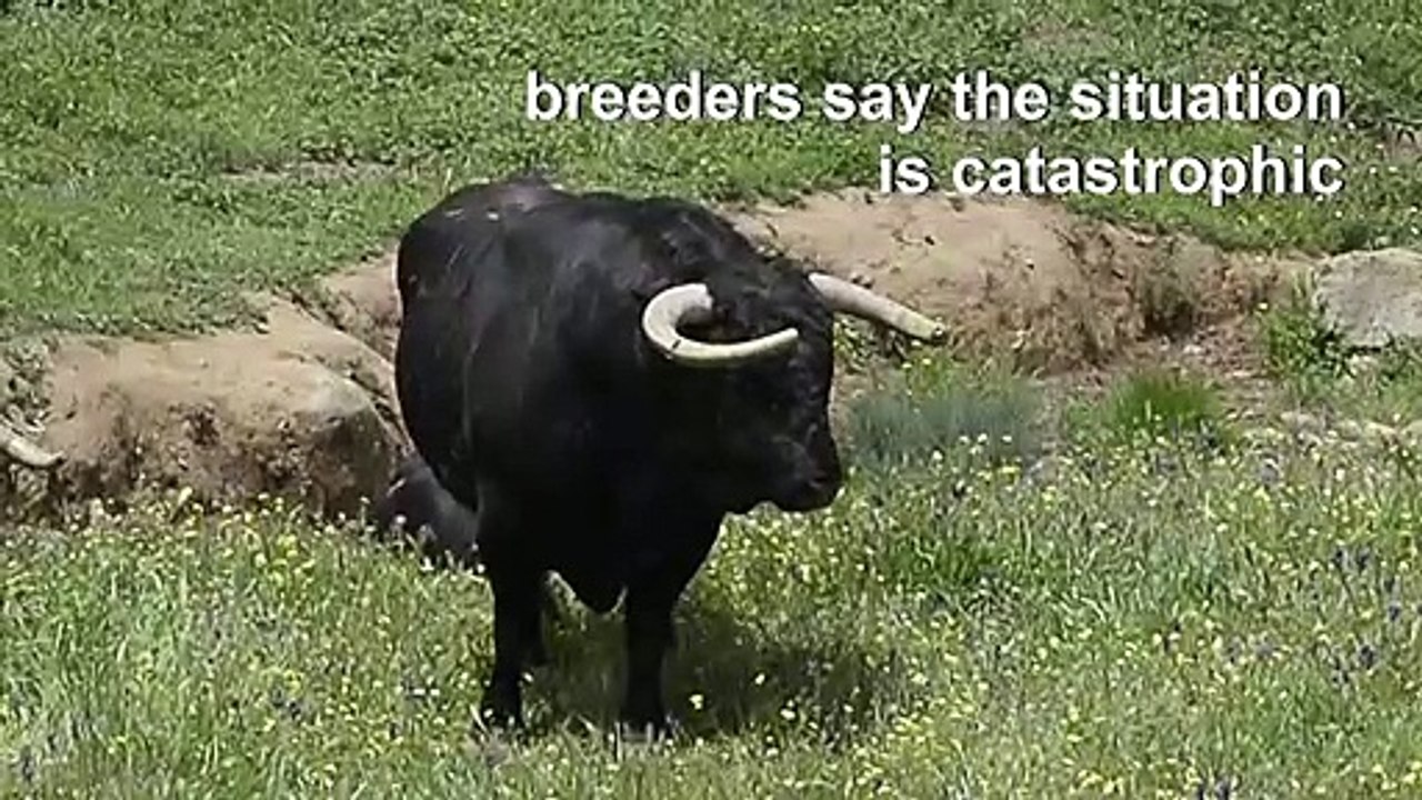 In Spain, virus deals deathblow to bullfighting season