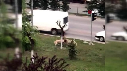 Kavga eden köpekleri ayırmak için seferber oldular