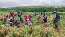 Tarım İşçileri 1 Mayıs'ı tarlada çalışarak geçirdi