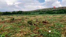 Tarım İşçileri 1 Mayıs'ı tarlada çalışarak geçirdi