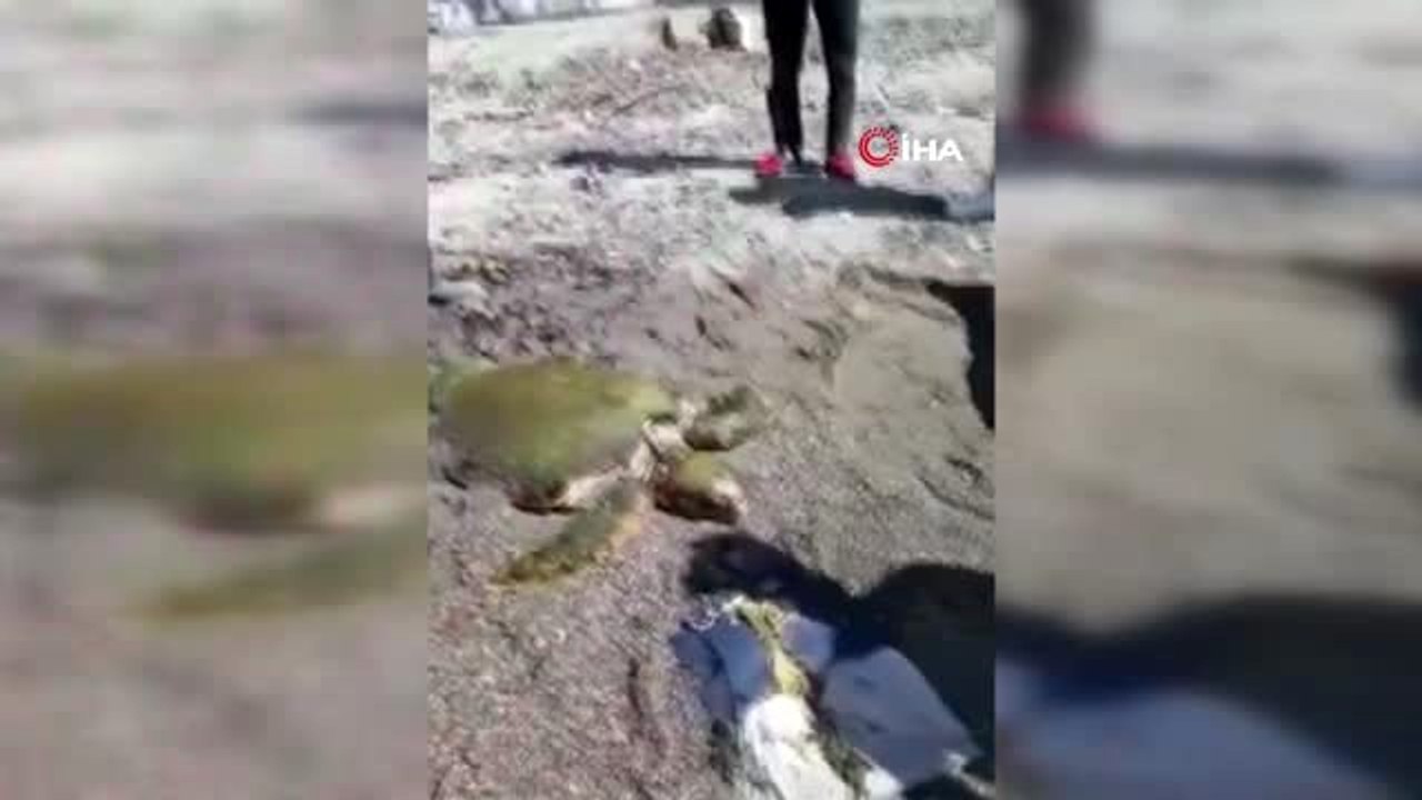 Halatlara takılan dev kaplumbağa için seferber...