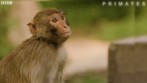 Monkeys DIVE Into Pool For Fun _ Primates _ BBC Earth